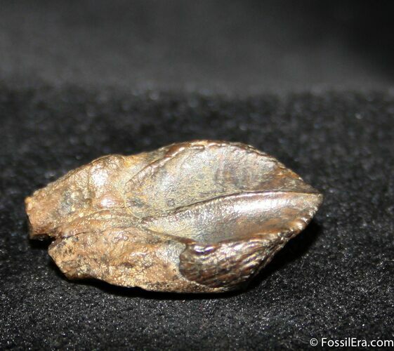 Relatively Unworn Triceratops Tooth Inches Long #745